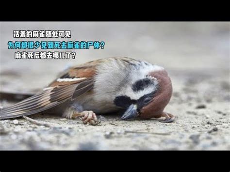 雀鳥飛入屋|自來雀風水秘訣：今日招財有妙方